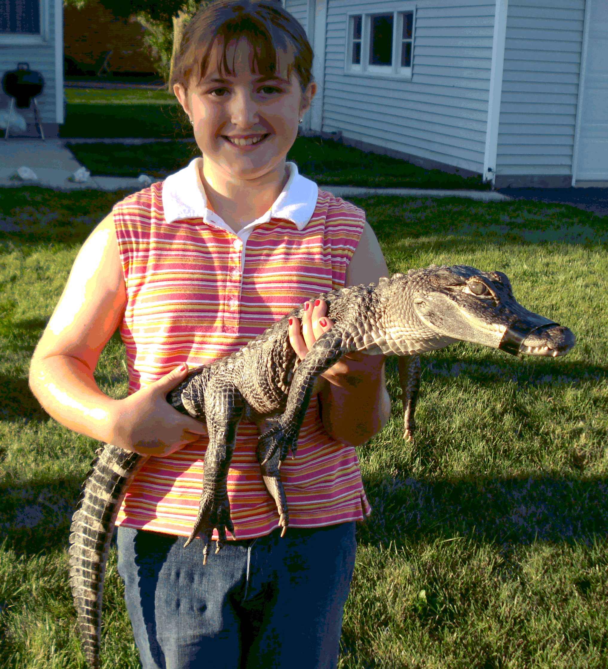 iguana or bearded dragon